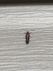 Aristotelia roseosuffusella