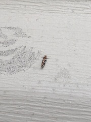 Aristotelia roseosuffusella