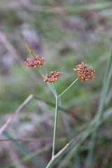Bupleurum