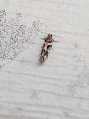 Aristotelia roseosuffusella