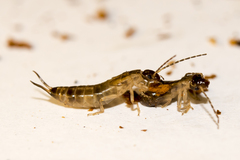 Forficula auricularia
