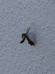 Lineodes