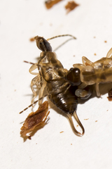 Forficula auricularia