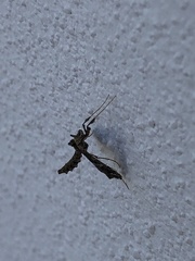 Lineodes