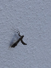 Lineodes