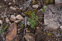Veronica verna