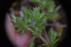 Veronica verna