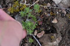 Veronica verna