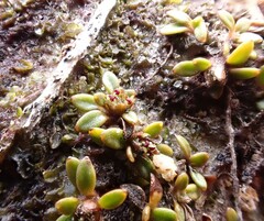 Actinotus novae-zelandiae