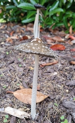 Coprinopsis picacea