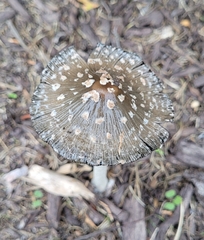 Coprinopsis picacea