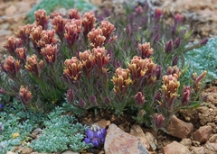 Castilleja cinerea