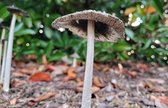 Coprinopsis picacea