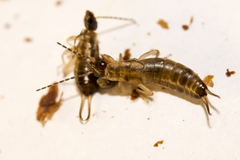 Forficula auricularia