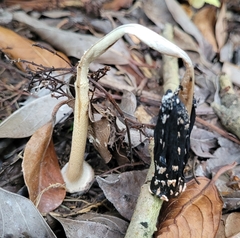 Coprinopsis picacea