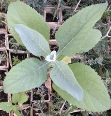Buddleja sessiliflora