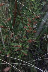 Dodonaea hirsuta