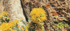 Ericameria cuneata spathulata