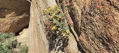 Ericameria cuneata spathulata