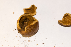 Forficula auricularia