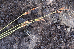 Carex macrogyna