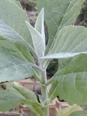 Buddleja sessiliflora