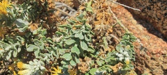 Ericameria cuneata spathulata