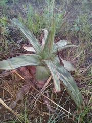 Aloe greatheadii