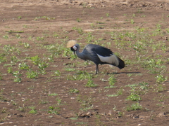 Balearica regulorum