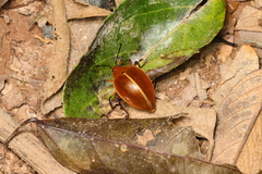 Ellipticus testaceus