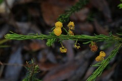 Acacia torringtonensis