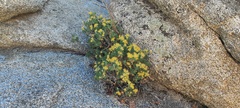 Ericameria cuneata spathulata