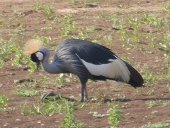Balearica regulorum