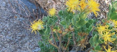 Ericameria cuneata spathulata