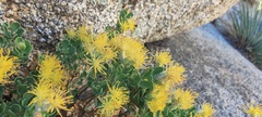 Ericameria cuneata spathulata