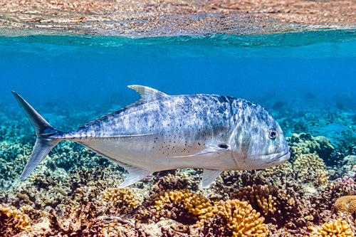 Giant trevally