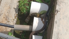 Serpentes