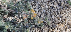 Acmispon argophyllus argophyllus