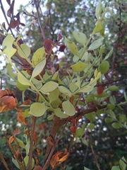 Osyris lanceolata