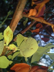Osyris lanceolata