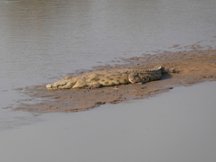 Crocodylus niloticus