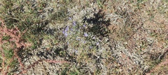 Eriastrum sapphirinum sapphirinum