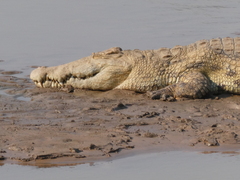 Crocodylus niloticus