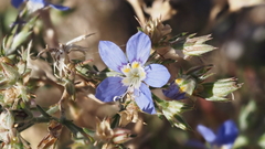 Eriastrum sapphirinum sapphirinum