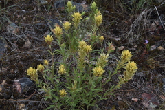 Castilleja thompsonii