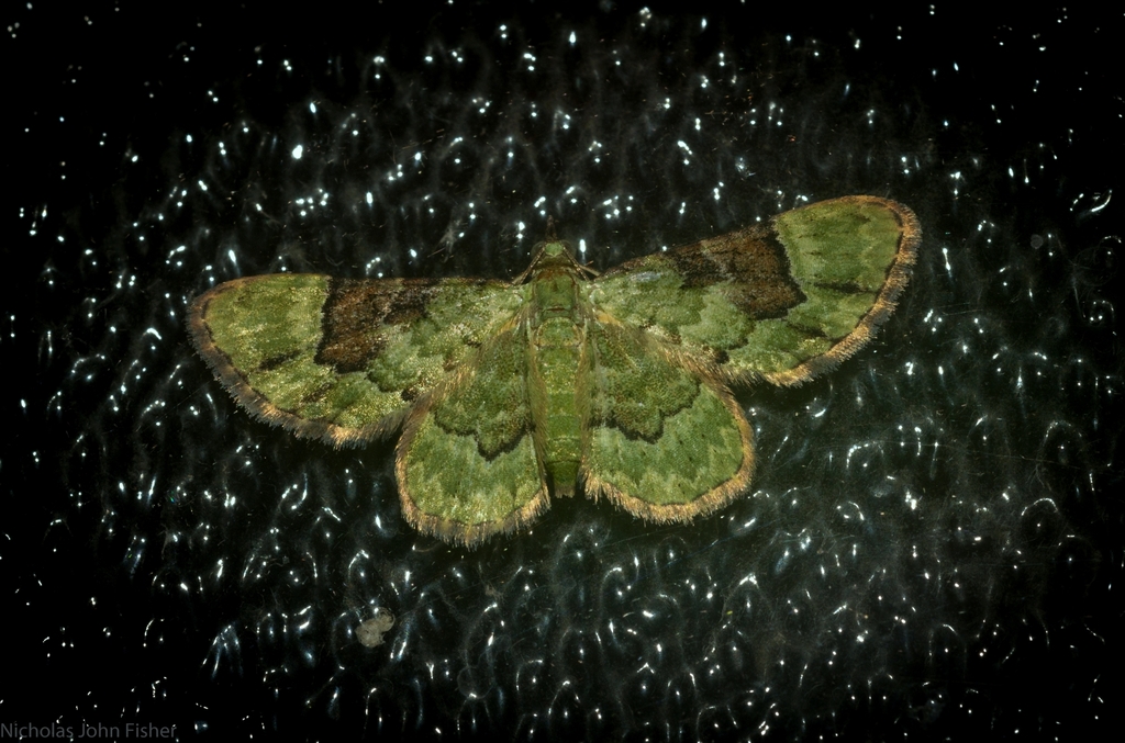Gymnoscelis callichlora