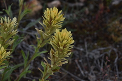 Castilleja thompsonii