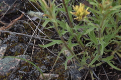 Castilleja thompsonii