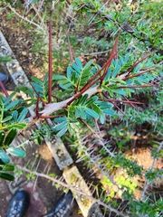 Vachellia belairioides