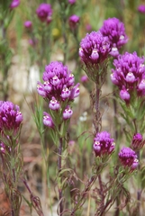 Castilleja exserta exserta